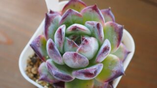 多肉植物図鑑　ブラックサバス-